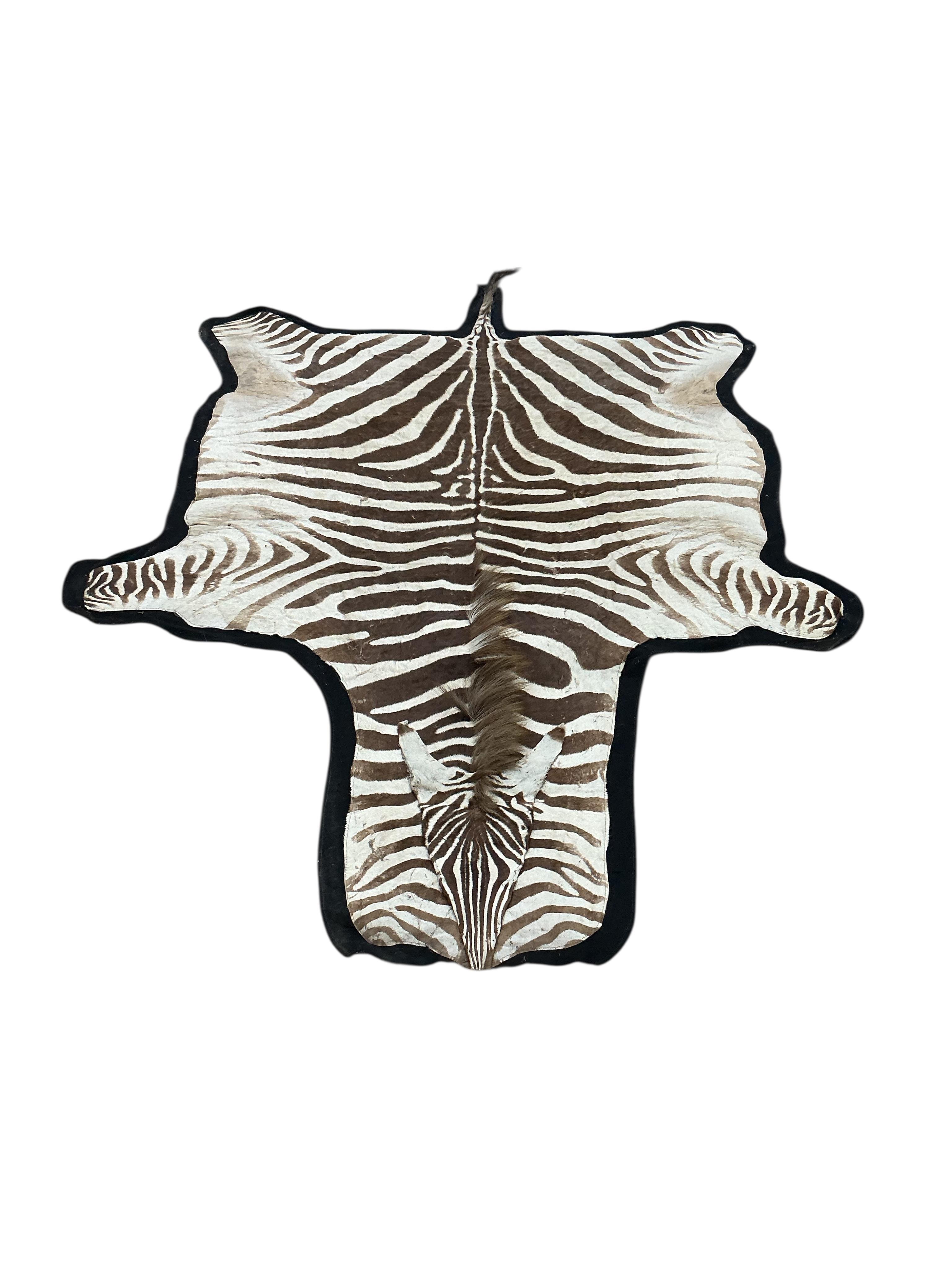 A felt backed zebra skin rug, approx. 240 x 170cm